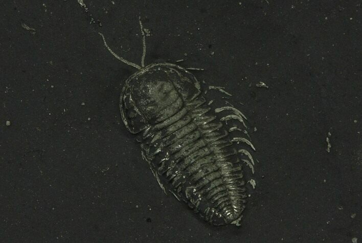 Pyritized Triarthrus Trilobite With Appendages - New York #129112